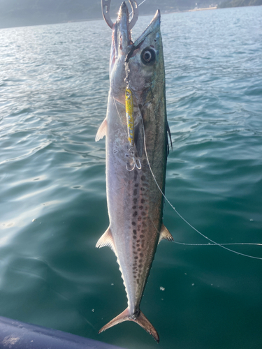 サゴシの釣果