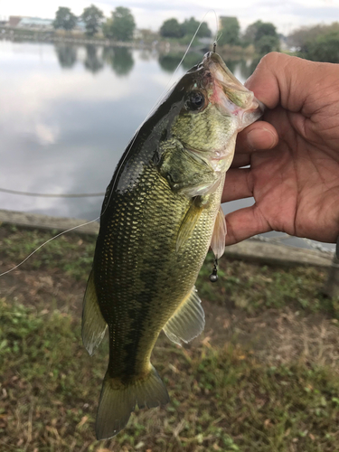 ラージマウスバスの釣果