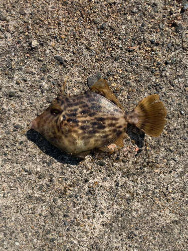 カワハギの釣果