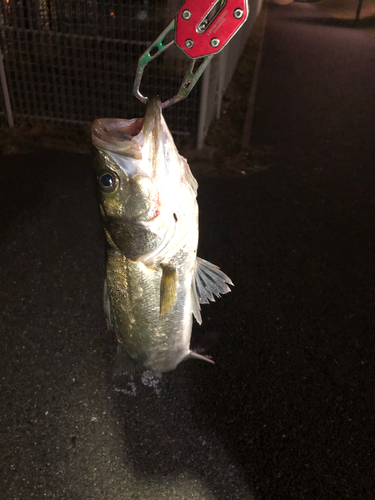 フッコ（マルスズキ）の釣果