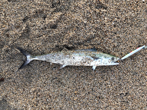 サゴシの釣果