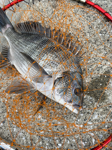 クロダイの釣果