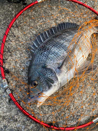 クロダイの釣果