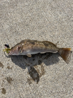 アイナメの釣果