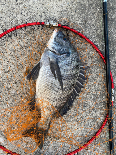 クロダイの釣果