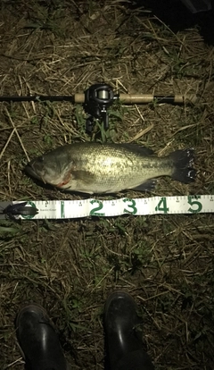 ブラックバスの釣果