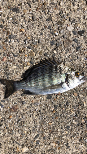 クロダイの釣果