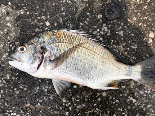 キビレの釣果