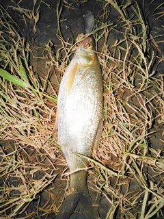 ウグイの釣果