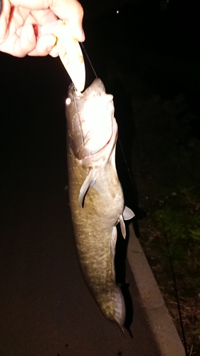 ナマズの釣果