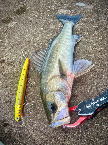 シーバスの釣果