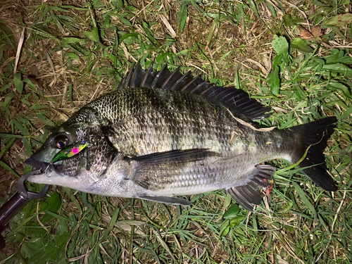 チヌの釣果