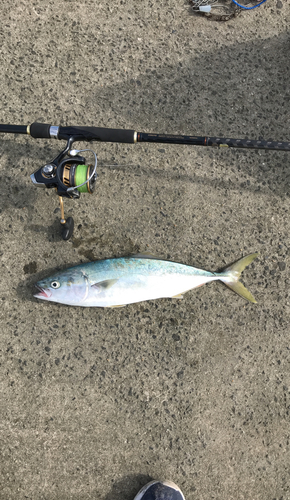 イナダの釣果