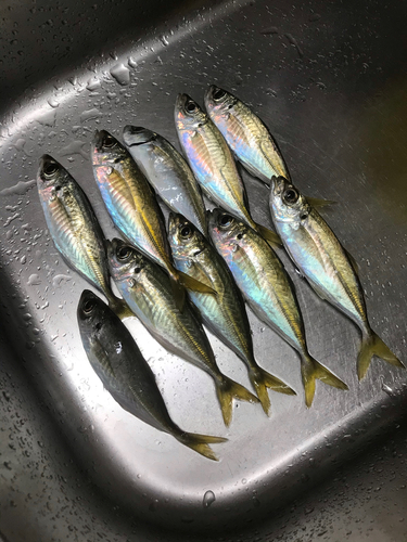 アジの釣果