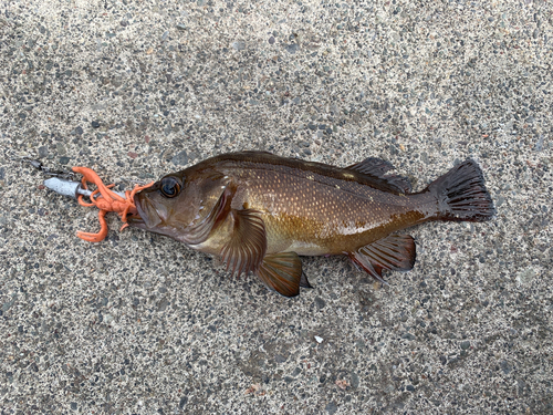 エゾメバルの釣果