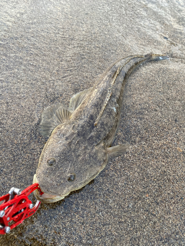 マゴチの釣果