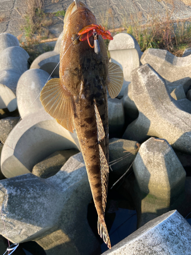 マゴチの釣果