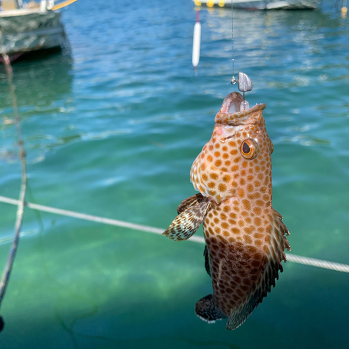 キジハタの釣果