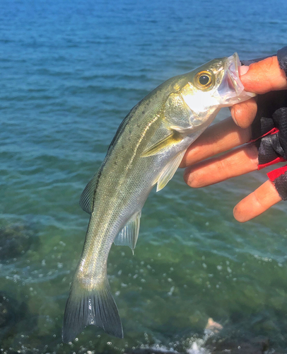 セイゴ（マルスズキ）の釣果