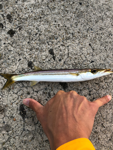 カマスの釣果