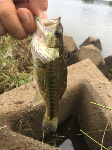 ラージマウスバスの釣果