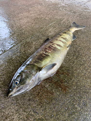 アキアジの釣果