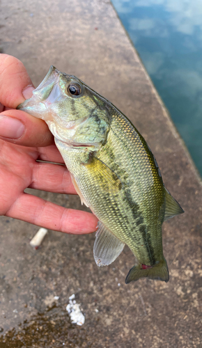 ラージマウスバスの釣果