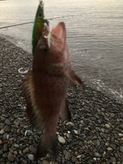 オオモンハタの釣果