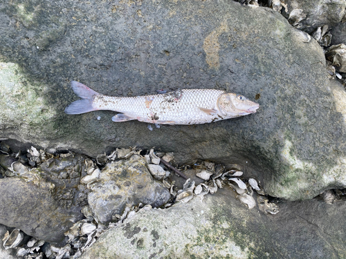 ニゴイの釣果