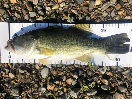 ブラックバスの釣果