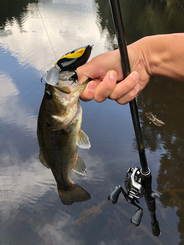 ラージマウスバスの釣果