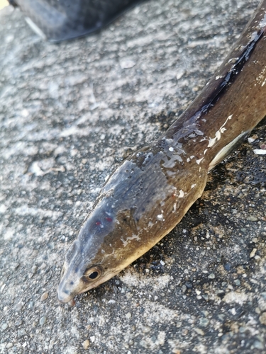 釣果