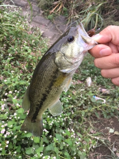 ラージマウスバスの釣果