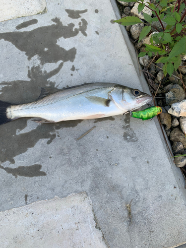 シーバスの釣果