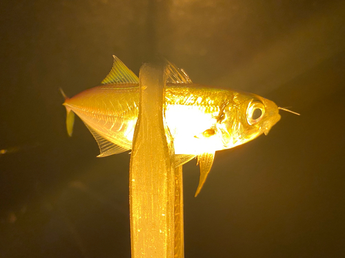 マアジの釣果