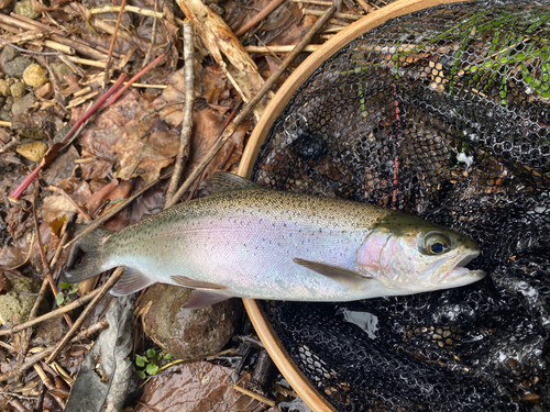 ニジマスの釣果