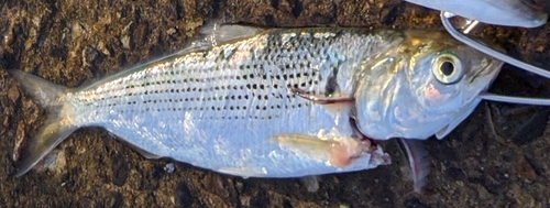 コノシロの釣果