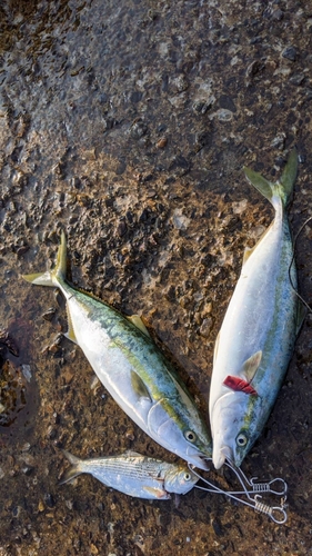 イナダの釣果