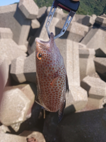 オオモンハタの釣果