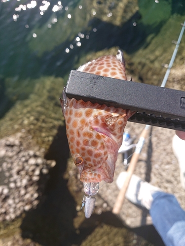 オオモンハタの釣果