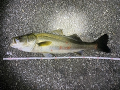 スズキの釣果