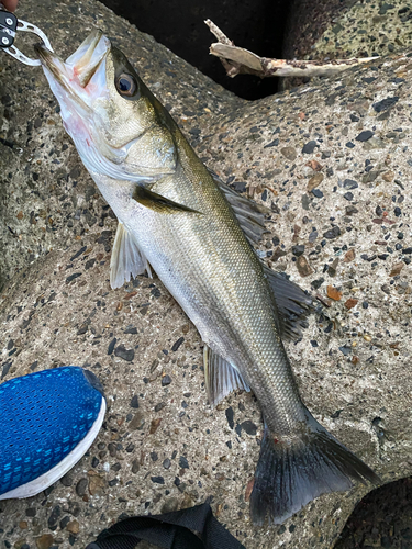 スズキの釣果