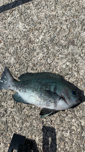 メジナの釣果