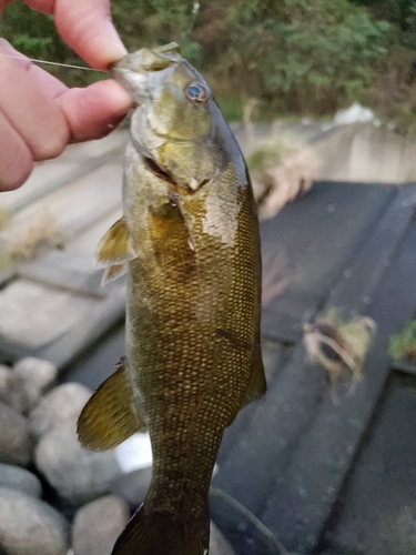 スモールマウスバスの釣果