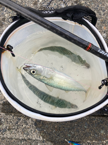 サバの釣果