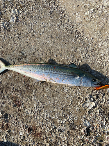 サゴシの釣果