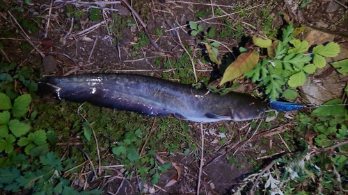 ナマズの釣果