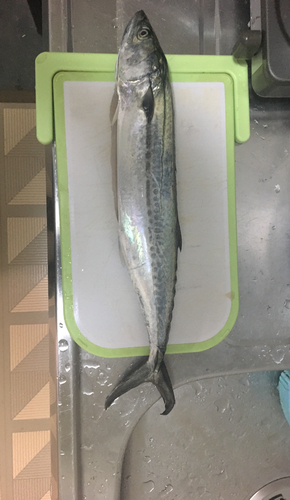 サゴシの釣果