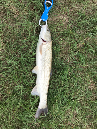 ウグイの釣果