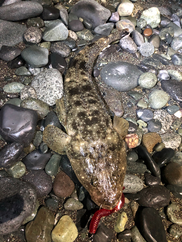 マゴチの釣果